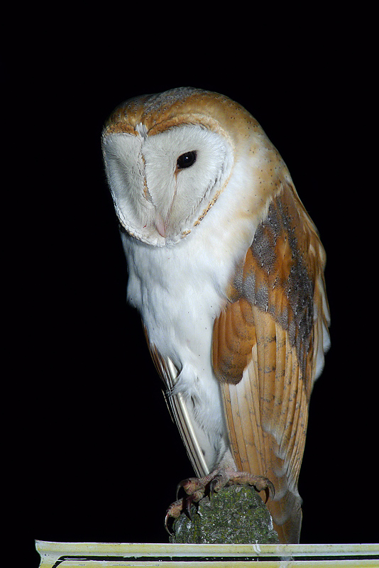 Barbagianni in Digiscoping